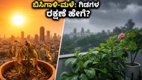 ಬಿಸಿಗಾಳಿ-ಮಳೆ ಎಚ್ಚರಿಕೆ: ನಿಮ್ಮ ಮನೆ ಮತ್ತು ಗಿಡಗಳನ್ನು ಸುರಕ್ಷಿತವಾಗಿಡಲು ಈ ಟಿಪ್ಸ್ ಫಾಲೋ ಮಾಡಿ!