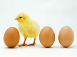 Egg Causes Prostrate Cancer Aid0200.html