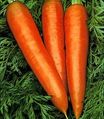 01 24 Eat Carrot For Beauty Aid0200.html