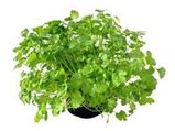 03 17 Coriander Health Benefits Aid0200.html