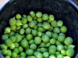 Health Benefits Green Peas