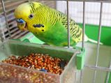 Taking Care Pet Birds During Winter Season