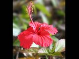 Health Benefits Hibiscus Leaves