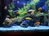 Myths About Keeping An Aquarium