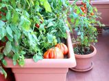 Set Up Your Own Terrace Vegetable Garden