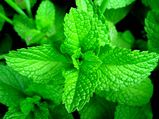 Use Mint Leaves To Get Rid Of Acne Scars