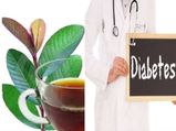 Guava Leaves Tea Control Diabetes
