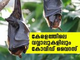 വവ്വാലുകളിലും കണ്ടെത്തി കോവിഡ് വൈറസ് സാന്നിദ്ധ്യം