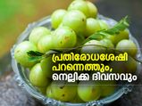 പ്രതിരോധശേഷി പറന്നെത്തും; നെല്ലിക്ക ദിവസവും