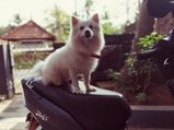 How To Take Care Of The Indian Spitz