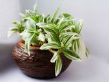 Benefits Of Placing A Snake Plant Inside Your Home