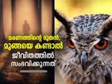 മൂങ്ങയെ കണ്ടാല്‍ നല്ലതോ ചീത്തയോ; ശകുനം പറയുന്നത് ഇതാണ്