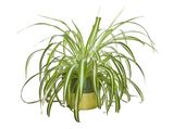Reasons To Have Spider Plants At Home In Malayalam