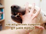 നായ കടിച്ചാല്‍ ആദ്യ മണിക്കൂര്‍ നിര്‍ണായകം; ഈ പ്രഥമ ശുശ്രൂഷ വേഗം ചെയ്യണം