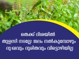 തുളസി ചെടിക്ക് ജലം നല്‍മ്പോള്‍ ഈ ദിവസം അരുത്: ദാരിദ്ര്യം വിട്ടുമാറില്ല