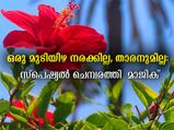 പ്രായം തൊടാതെ മുടിയിഴകള്‍ക്ക്: ചെമ്പരത്തി തേങ്ങാപ്പാല്‍ മിക്‌സ്