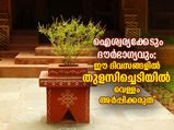 വീടിന് ഐശ്വര്യക്കേടും വീട്ടംഗങ്ങള്‍ക്ക് ദോഷവും; ഈ ദിവസങ്ങളില്‍ തുളസി ചെടിക്ക് വെള്ളമൊഴിക്കരുത്