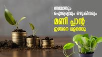 സമ്പത്തും ഐശ്വര്യവും ഒഴുകിവരും; മണി പ്ലാന്റ് ഈ ദിശയില്‍ വയ്ക്കൂ