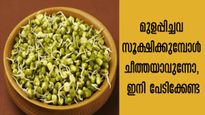 മുളപ്പിച്ച ചെറുപയറും കടലയും പെട്ടെന്ന് ചീത്തയാവുന്നോ, ഇനി പേടിക്കേണ്ട, പരിഹാരം ഇതാ