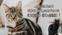 വരാനിരിക്കുന്ന ഗുണദോഷങ്ങളുടെ സൂചന; പൂച്ച അടിക്കടി വീട്ടില്‍ വന്നുകയറിയാല്‍ അര്‍ത്ഥം ഇത്