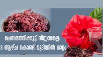 ചെമ്പരത്തിയുടെ ഗുണങ്ങള്‍ നിസ്സാരമല്ല: മുടി വളര്‍ത്താന്‍ ഏത് സമയവും ഉപയോഗിക്കാം