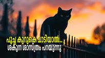 പൂച്ച കുറുകെ ചാടിയാല്‍ ശരിക്കും എന്താണ് ഫലം, നല്ലതോ ചീത്തയോ?