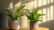 Cleaning Tips Three Houseplants To Reduce Dust And Purify Air At Home