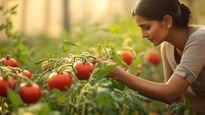 Expert Tips To Identify Real Fresh And Juicy Tomatoes Details Inside