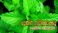 പുതിന ഒഴിവാക്കല്ലേ, അത്ഭുതകരമായ ഗുണങ്ങള്‍ ആയുസ്സ് തിരുത്തും