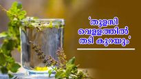 Weight Loss How To Consume Tulsi Leaves To Burn Belly Fat Quickly