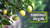 നാരകം വീട്ടിലുണ്ടോ? ഫലങ്ങള്‍ ഇതെല്ലാമാണ്, അറിയണം ഇക്കാര്യങ്ങള്‍