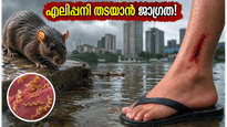 കേരളത്തിലും മുംബൈയിലും കനത്ത മഴ; എലിപ്പനി തടയാൻ ഈ മുൻകരുതലുകൾ അറിഞ്ഞിരിക്കൂ!