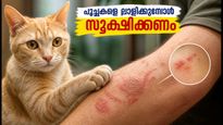 Cat Care Tips Monsoon 2026 Prevent Skin Infections Ringworm 011