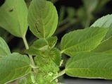 Health Benefits Acalypha Indica Aid0174.html