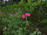 Rose Garden Maintenance Aid0174.html