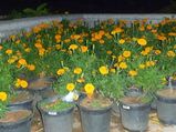 Grooming Your Flower Garden Aid0174.html