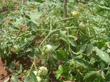 How Grow Healthy Tomatoes Aid0174.html