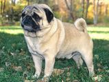 Tips A Healthy Pug Aid0174.html