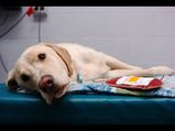 Blood Bank For Dogs Aid0227.html