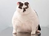 Pets Obesity Take Care Your Pet