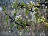 Ways Use Rains Your Garden