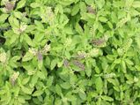 Tips Care Holy Basil Plant