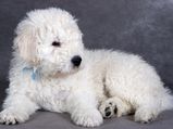 Furry Dog Breeds Your Kids Will Love