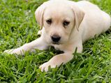 Labrador Health Problems Foods Eat