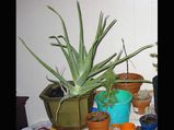 Indoor Plants Which Remove Impurities