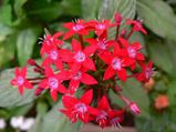 Red Flowers Plant Your Gardens