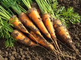 Carrot Gardening 10 Effective Tips