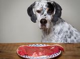 Raw Food For Dogs Is It Healthy.html