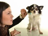 Dental Care Tips For Pups