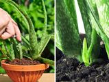 Caring Looking After An Aloe Vera Plant